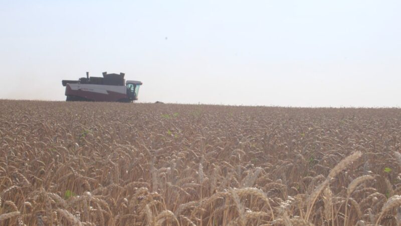 Аграрии Сорочинского округа продолжают уборку озимых