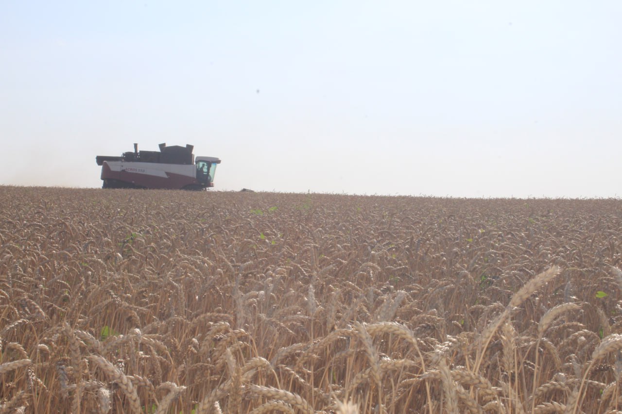 Аграрии Сорочинского округа продолжают уборку озимых