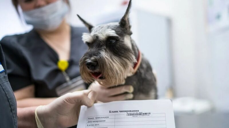 В Сорочинском округе чипировали более 700 собак