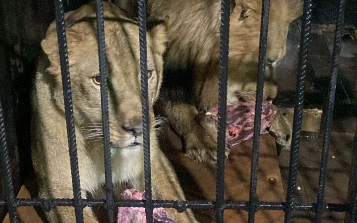 О ребятах и зверятах….