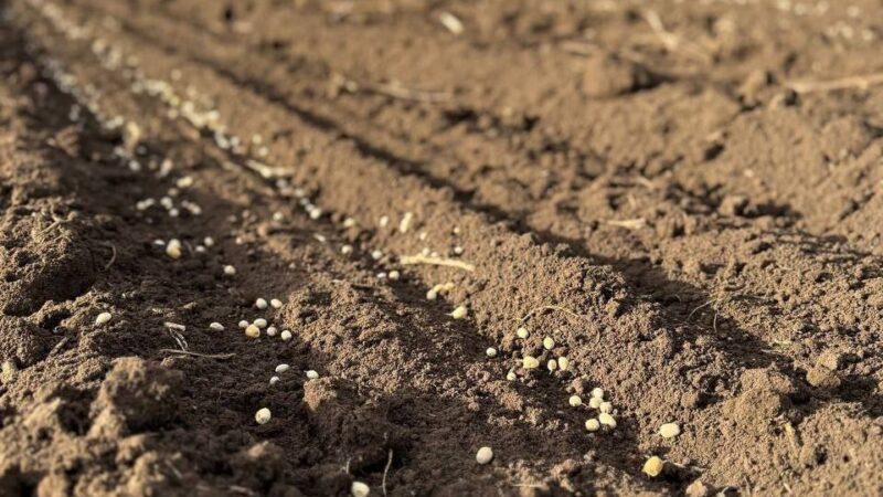 Лесничества Оренбуржья делают заготовки семян лесных растений