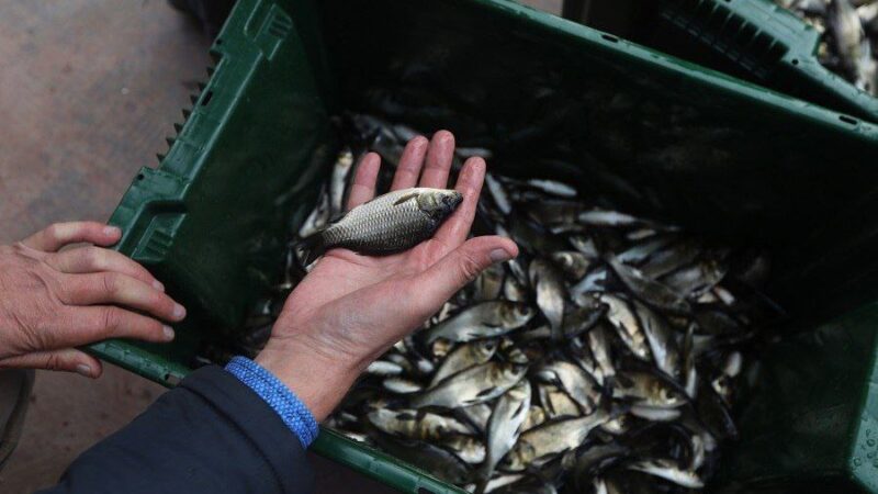 Более 200 тысяч мальков сазана пополнили Сорочинское водохранилище