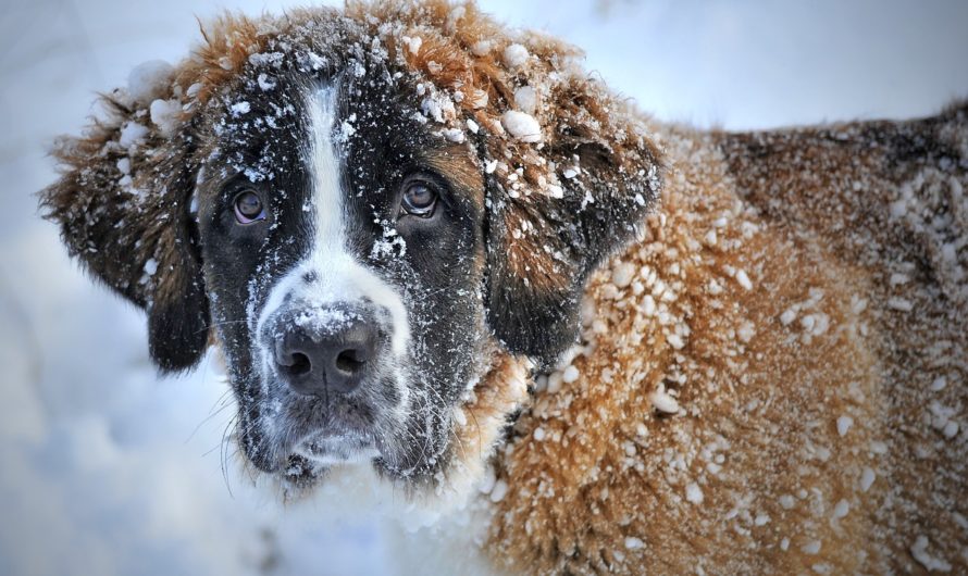 «Лохматая помощь» просит ясненцев поддержать животных в сильные морозы
