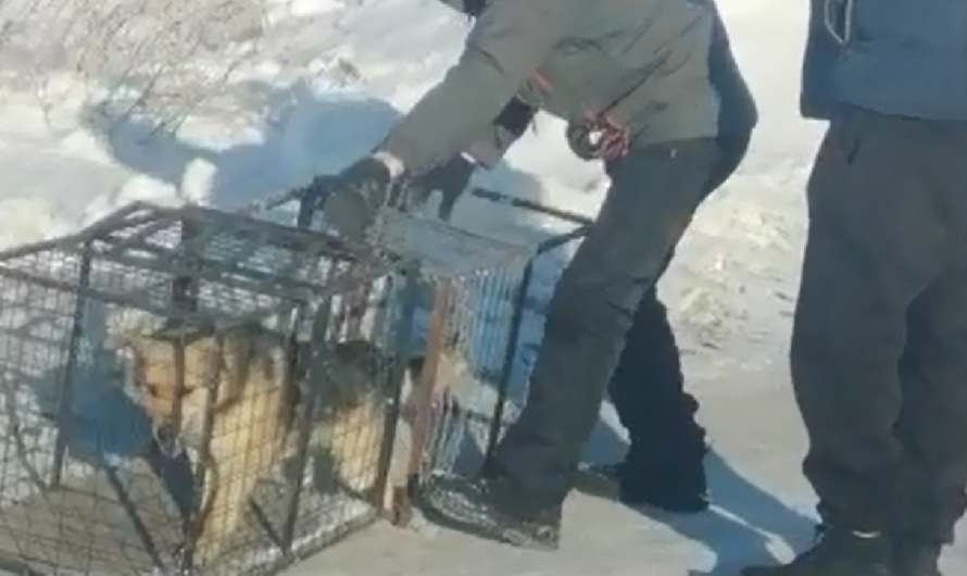 В Ясненском городском округе начался отлов  животных без владельцев