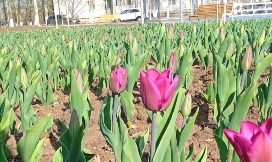 В городском парке Ясного зацвели тюльпаны
