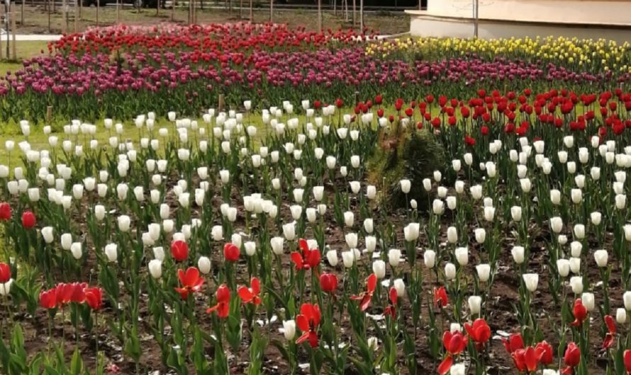 По ту сторону лета. Ясненский парк «на солнце и в тени»