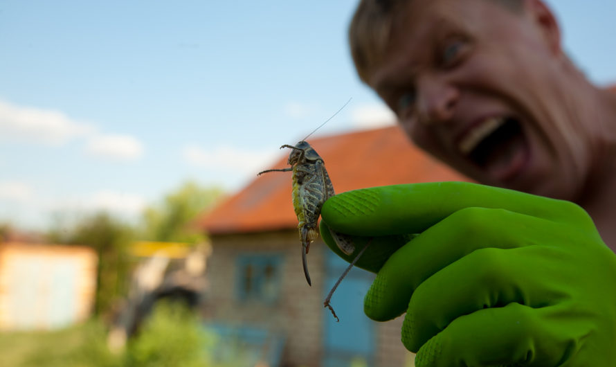 Восстание саранчи: в Оренбуржье на борьбу с саранчой задействуют авиацию