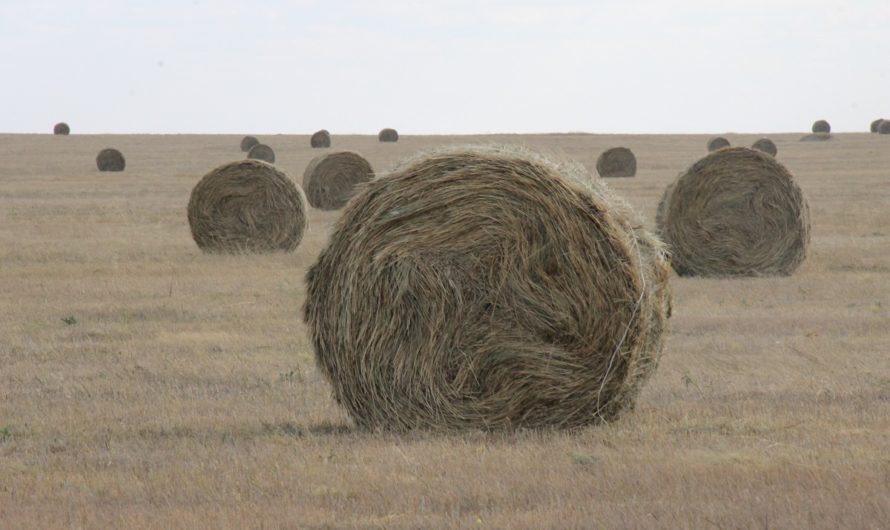 На полях Ясненского округа продолжается заготовка кормов