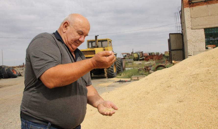 Ясненские аграрии намолотили 10 тысяч тонн зерна