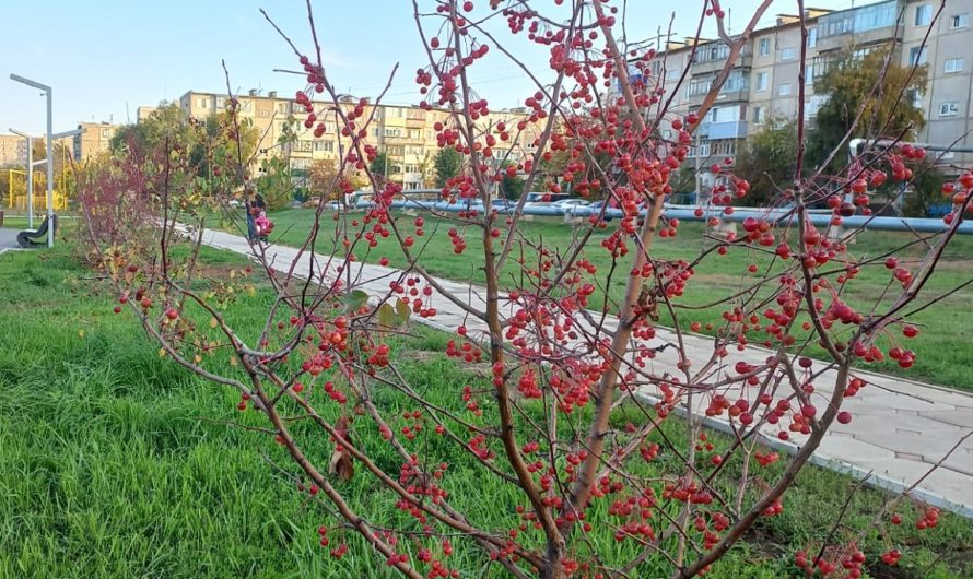 Дожди пока отступили, но в Ясном по-октябрьски прохладно