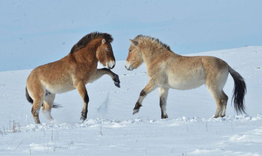 В Оренбуржье популяция «пржеваликов» выросла на 30 жеребят