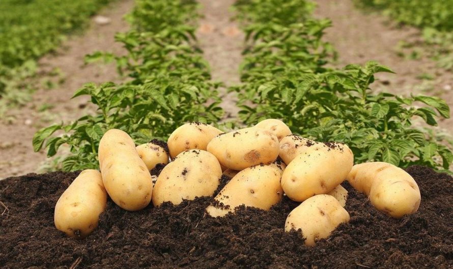 Производителей картофеля и овощей в России поддержит государство