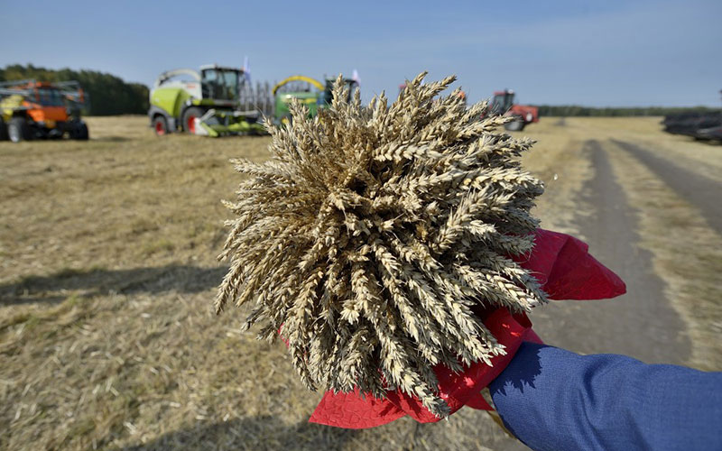 В Оренбургской области наибольший среди всех российских регионов прирост урожая пшеницы