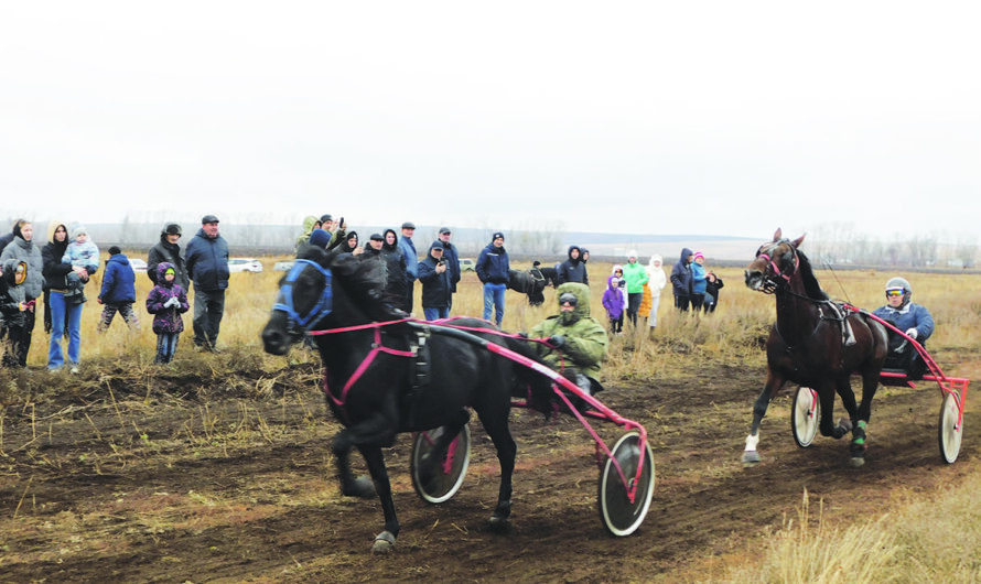 На горячем скаковом коне