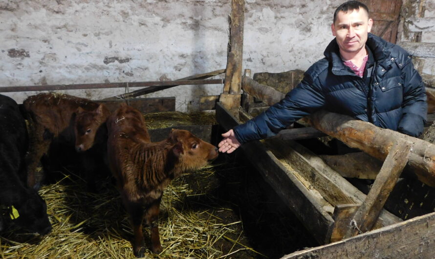 “Молочка” октябрьских фермеров пользуется высоким спросом