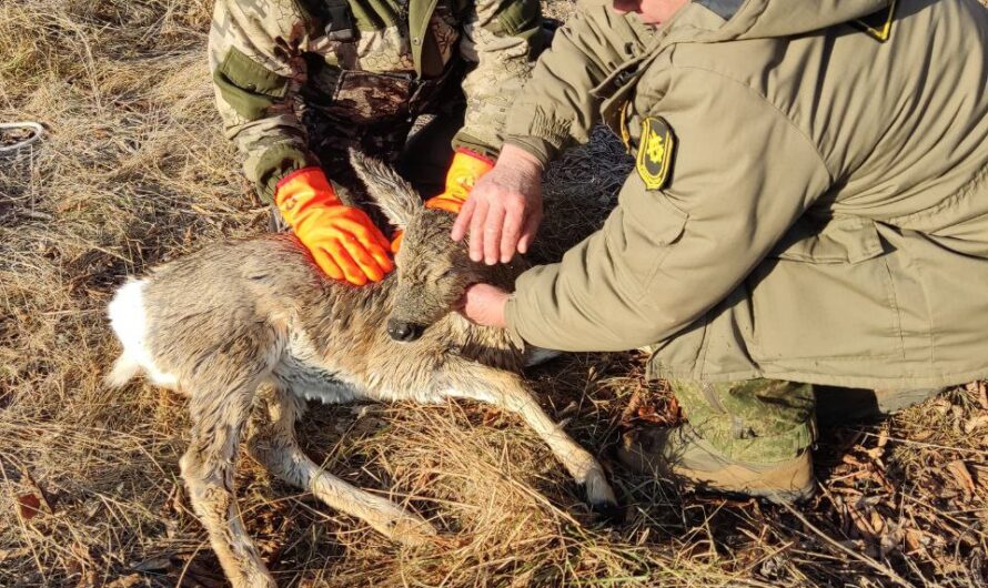 В Октябрьском районе успешно проведена операция по спасению косули на р.Салмыш