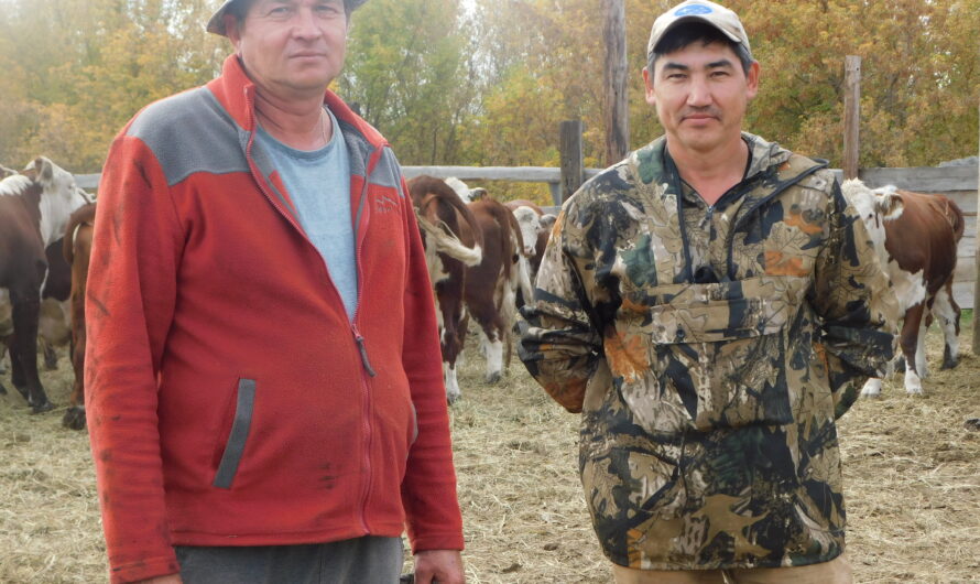 Сельхозгранты развивают октябрьское животноводство