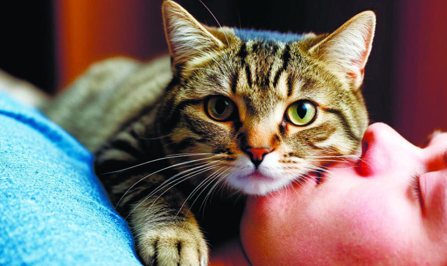 О нашем здоровье заботятся питомцы