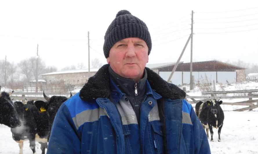 Дойный гурт в ОП “Краснооктябрьское” достигнет плана