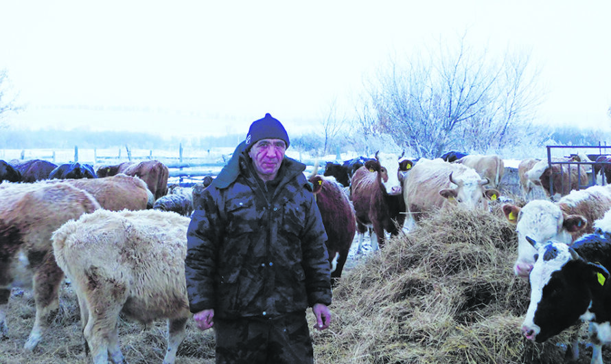 В КФХ А. А.  Кинжалеевой  фермерство – дело семейное