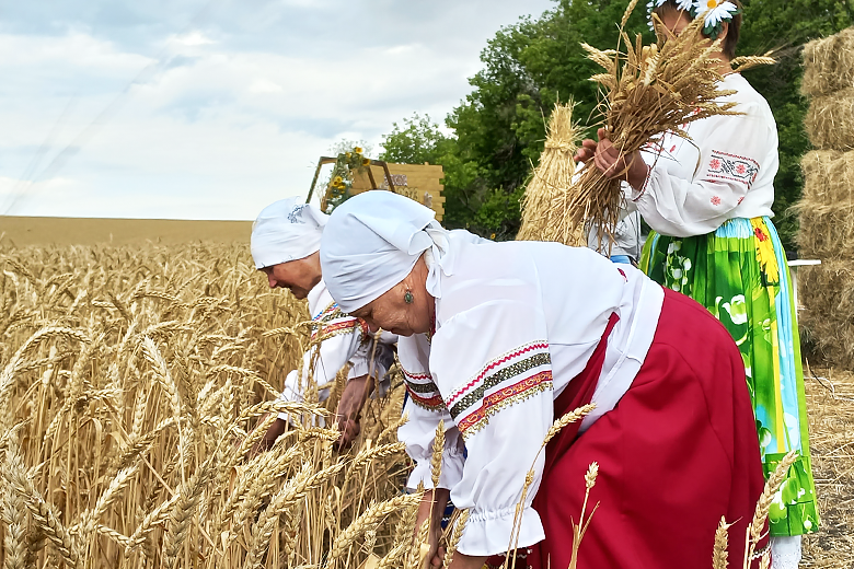 Начало жатвы. Снопы. Первый сноп. Овсяный сноп картинка. Нож для снопов.