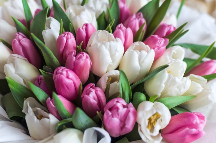 В Оренбуржье в теплицах высадили тюльпаны, которые порадуют женщин 8 марта