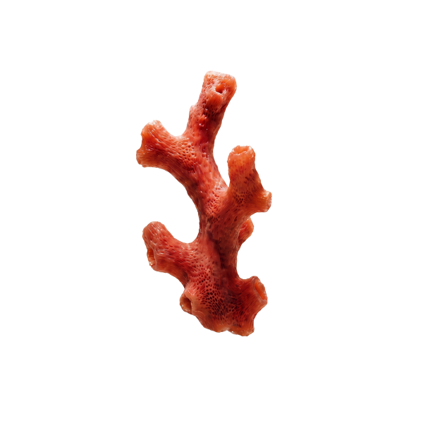 Коралл