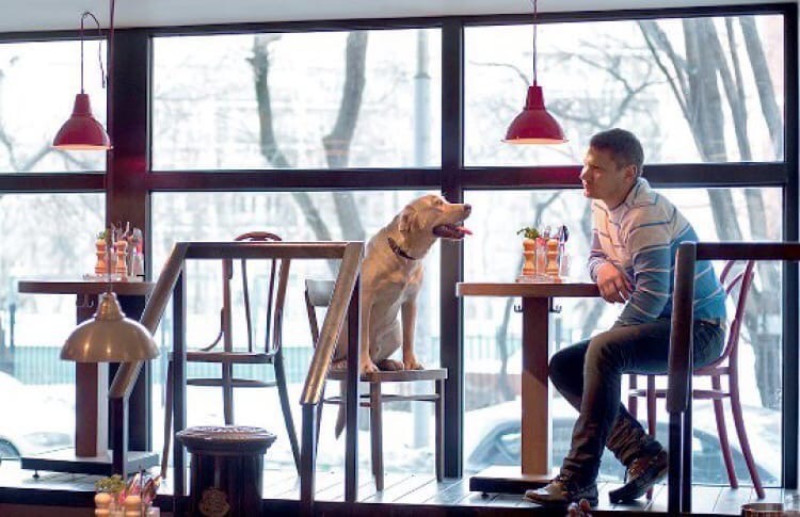 Рестораны можно с собакой. Собака в кафе. Ресторан для животных. Человек с собакой в кафе. Собачье кафе.