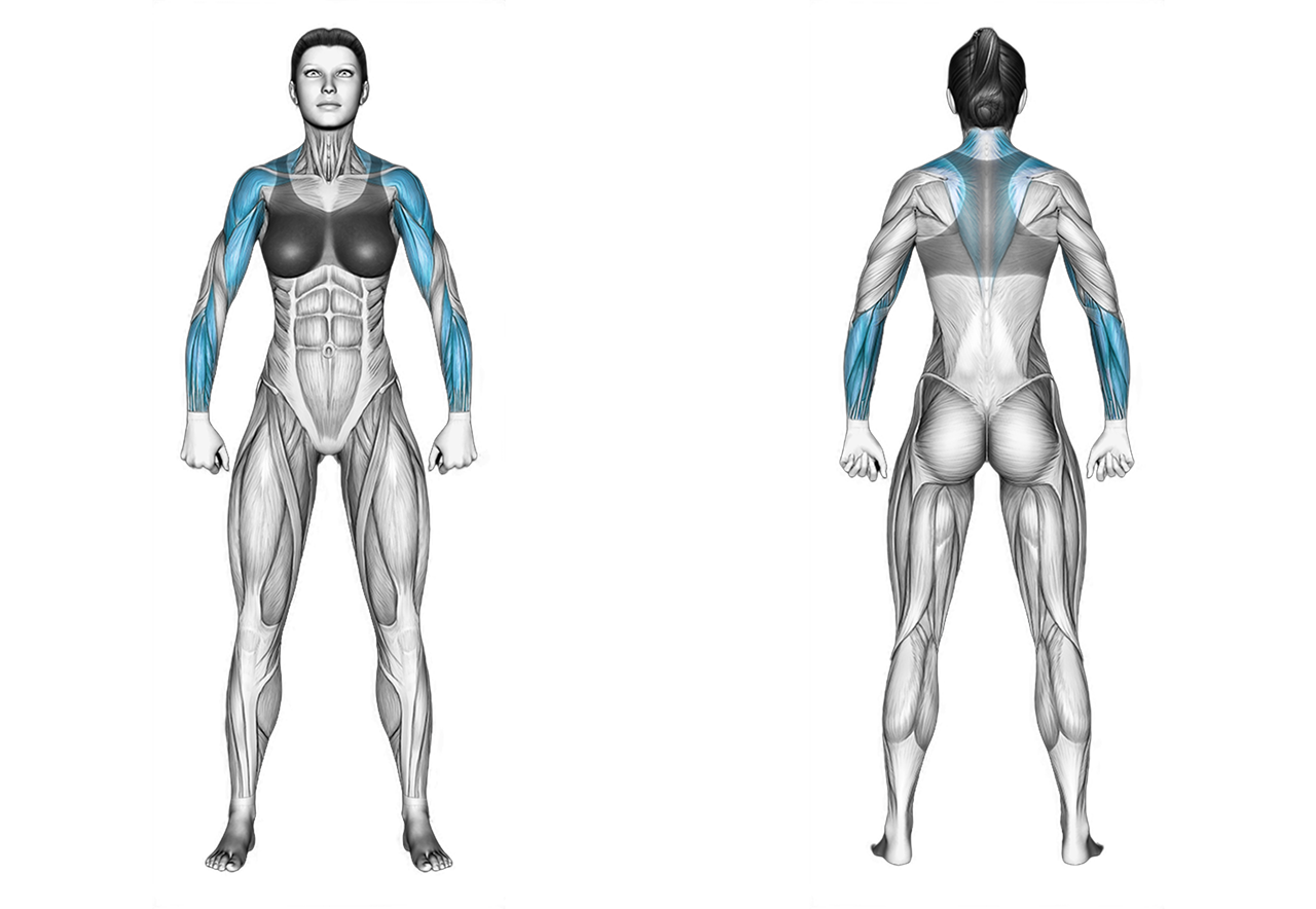 Barbell Wide Grip Upright Row: shoulders, back