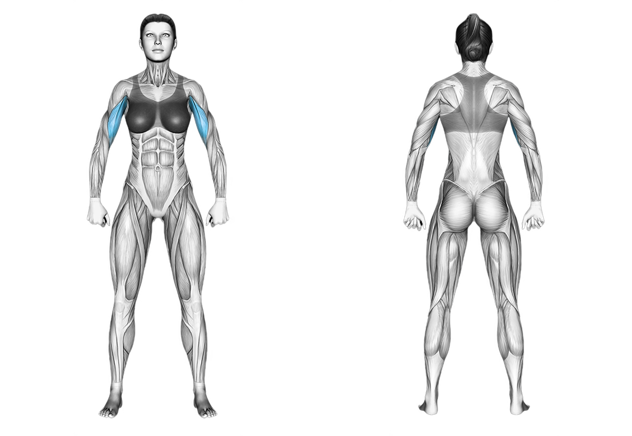 Lever Biceps Curl: biceps