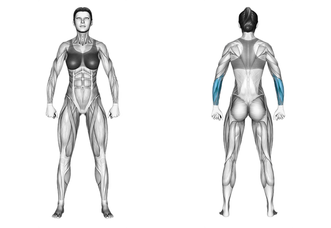 Dumbbell Seated Neutral Wrist Curl: forearms