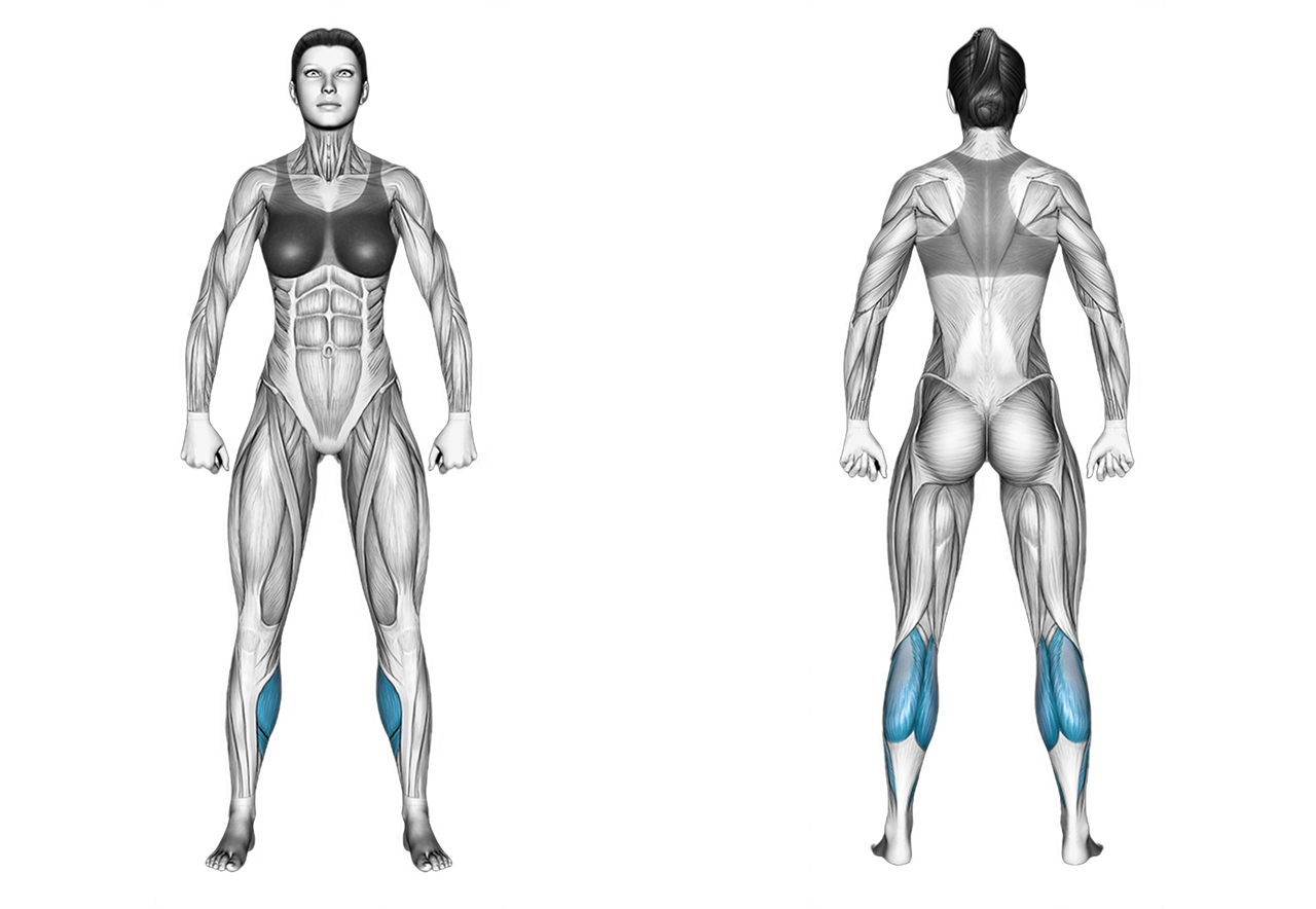 Barbell Seated Calf Raise: calves