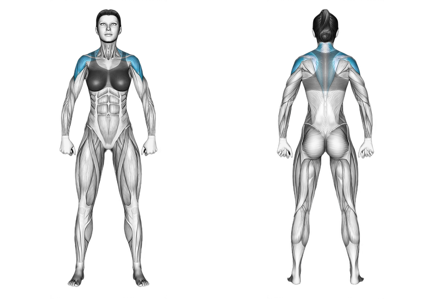 Barbell Shoulder Grip Upright Row: shoulders