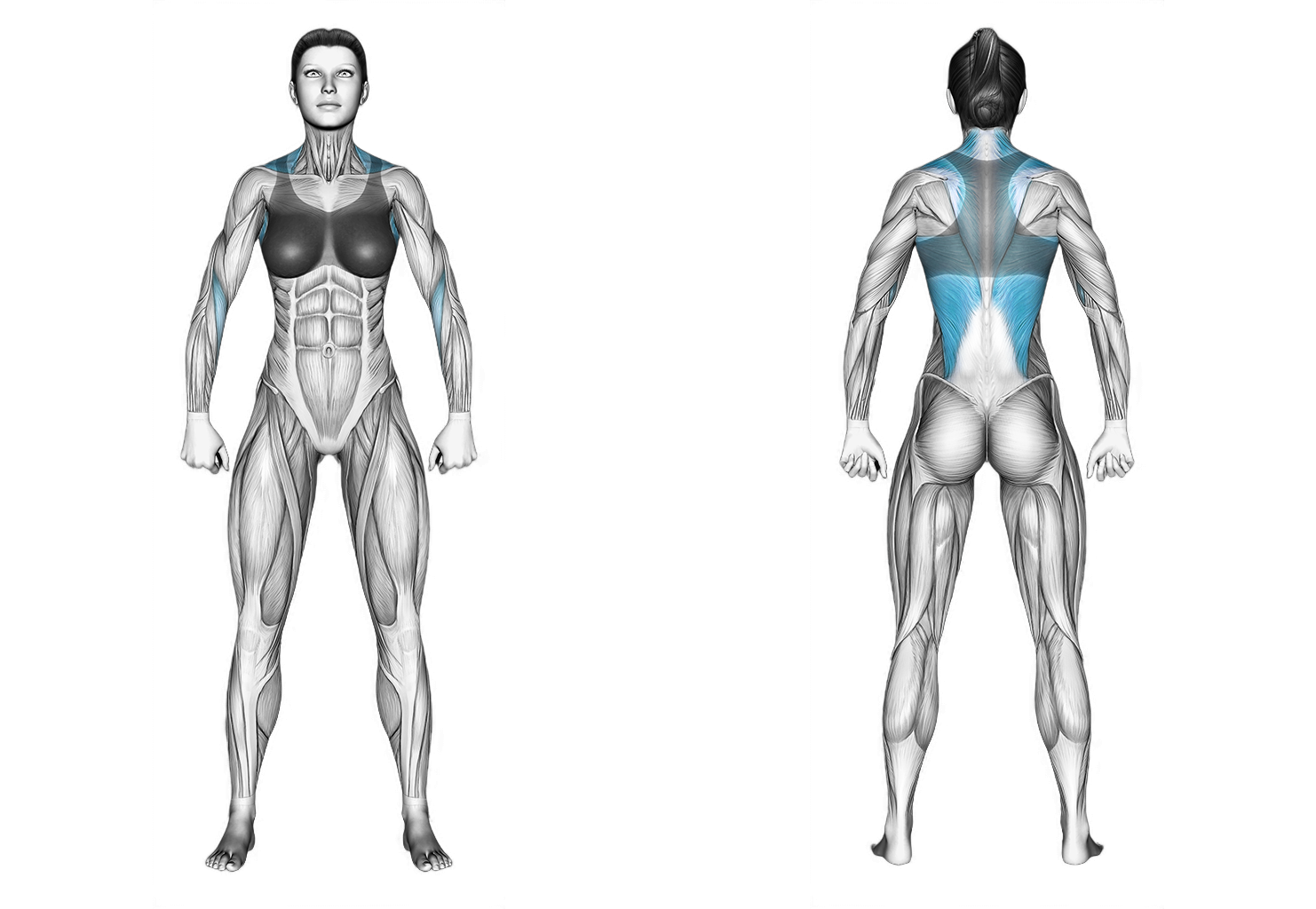 Barbell Incline Row On Bench: back