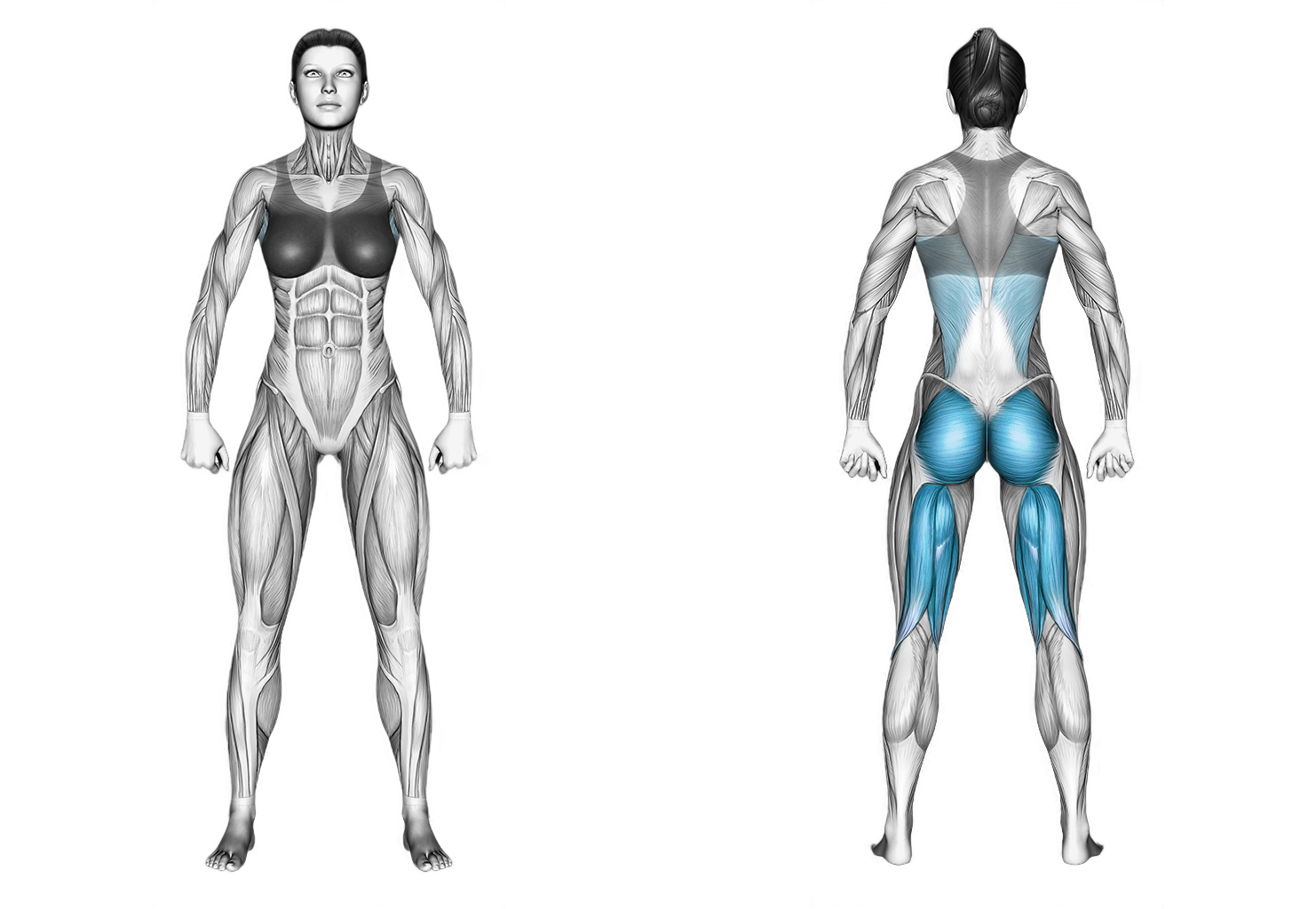 Barbell Seated Good Morning: back
