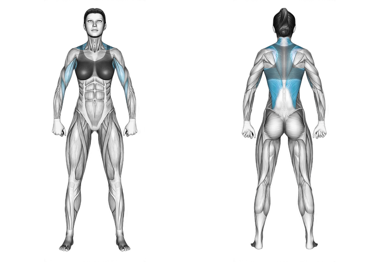 Cable Seated Single Arm Row: back