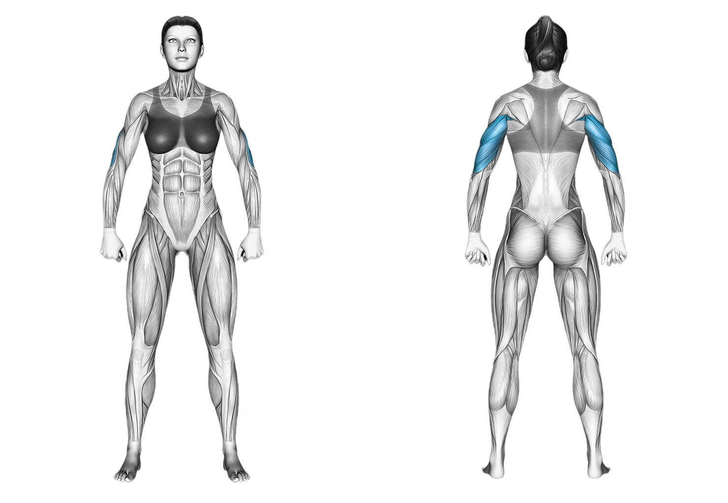 Cable Single Arm Triceps Pushdown (rope attachment): triceps