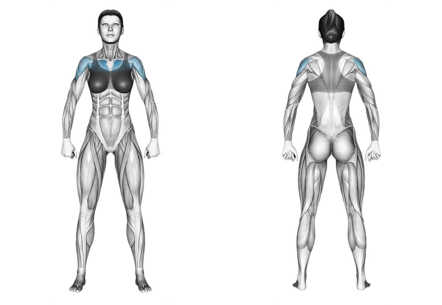 Cable Middle Fly: chest