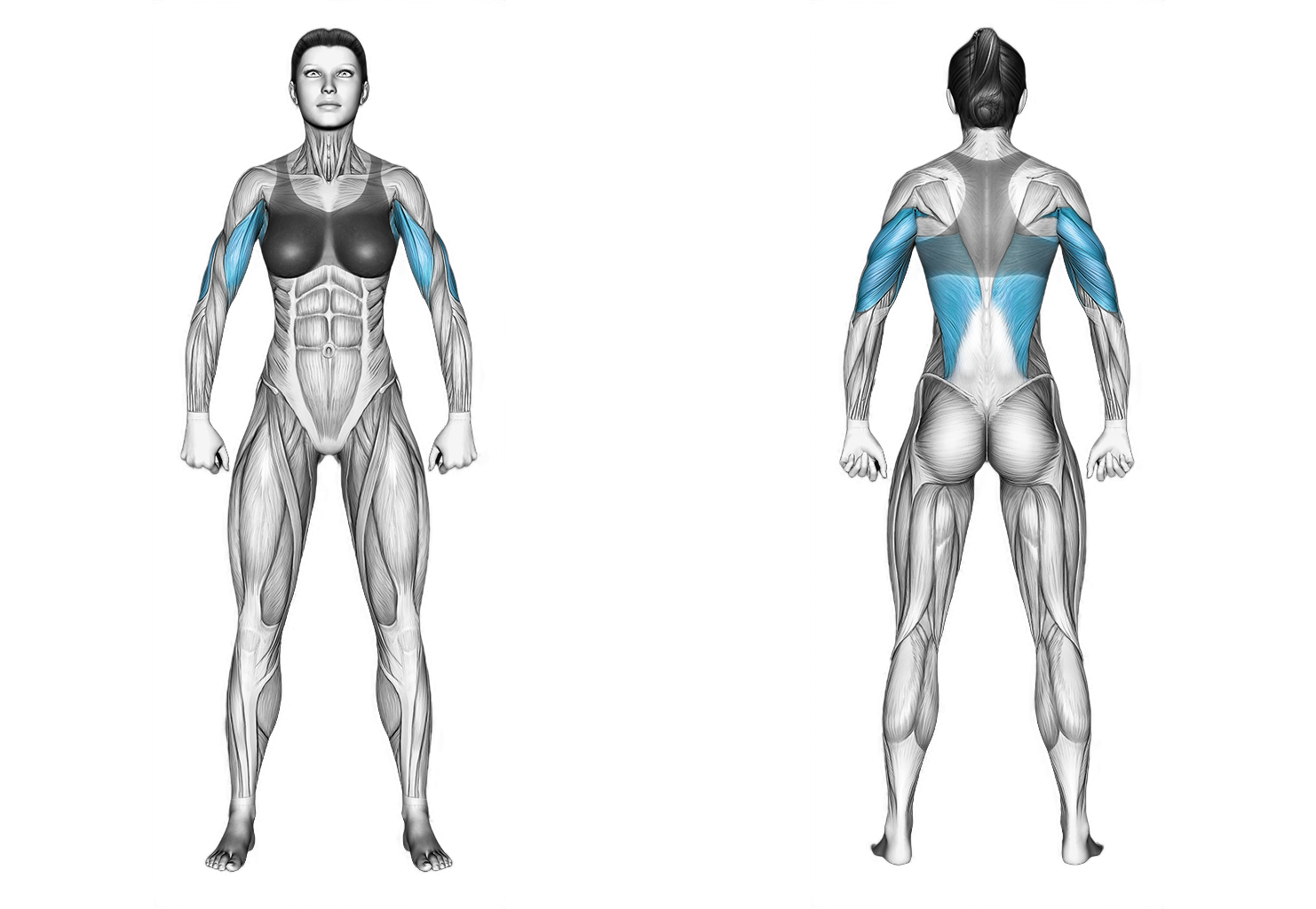 Assisted Parallel Close Grip Pull up: back