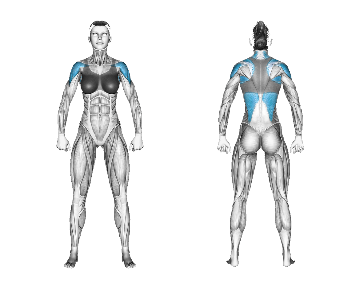 Resistance Band Supinated Grip Pull Apart: shoulders, back