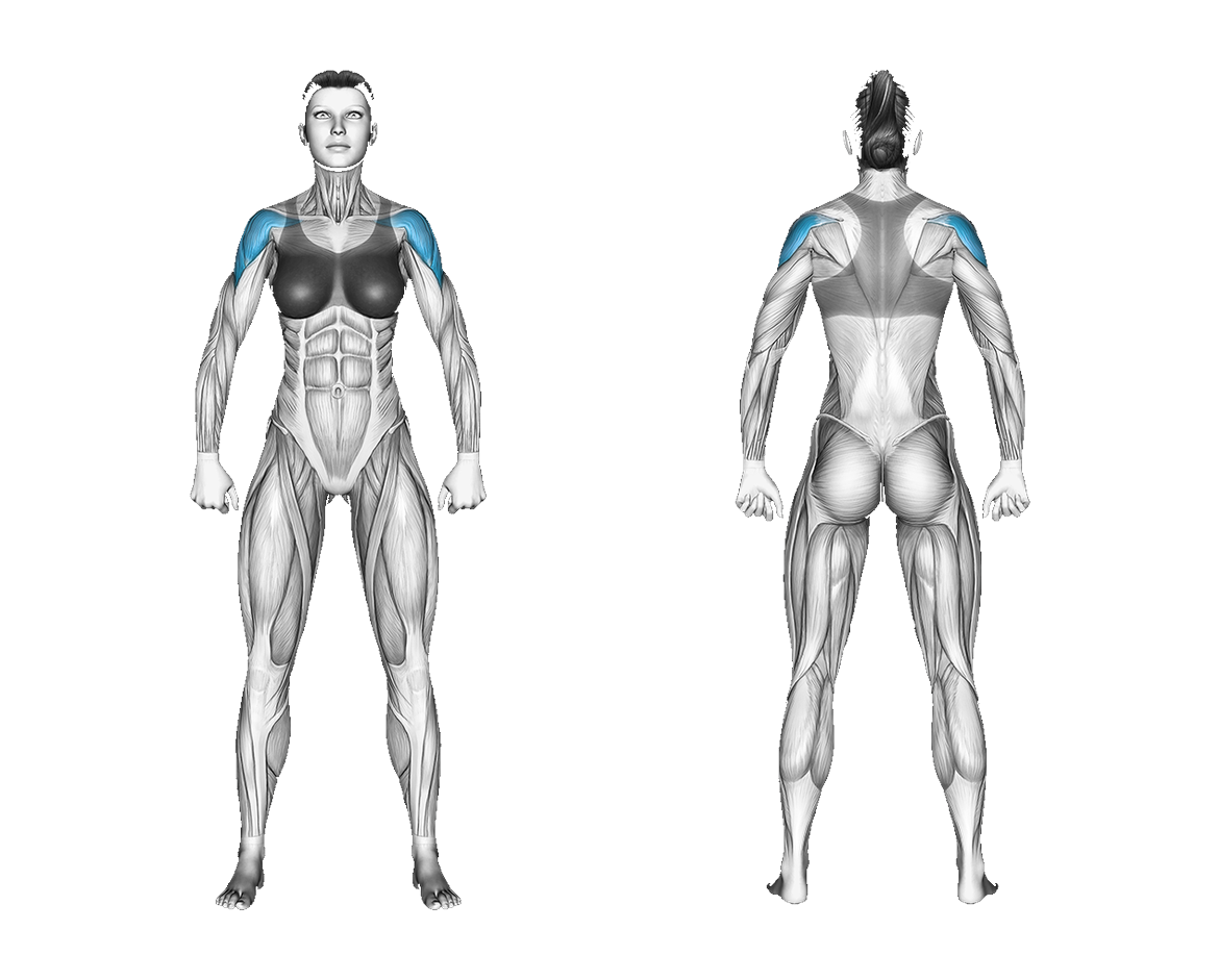 Resistance Band Neutral Grip Front Raise: shoulders