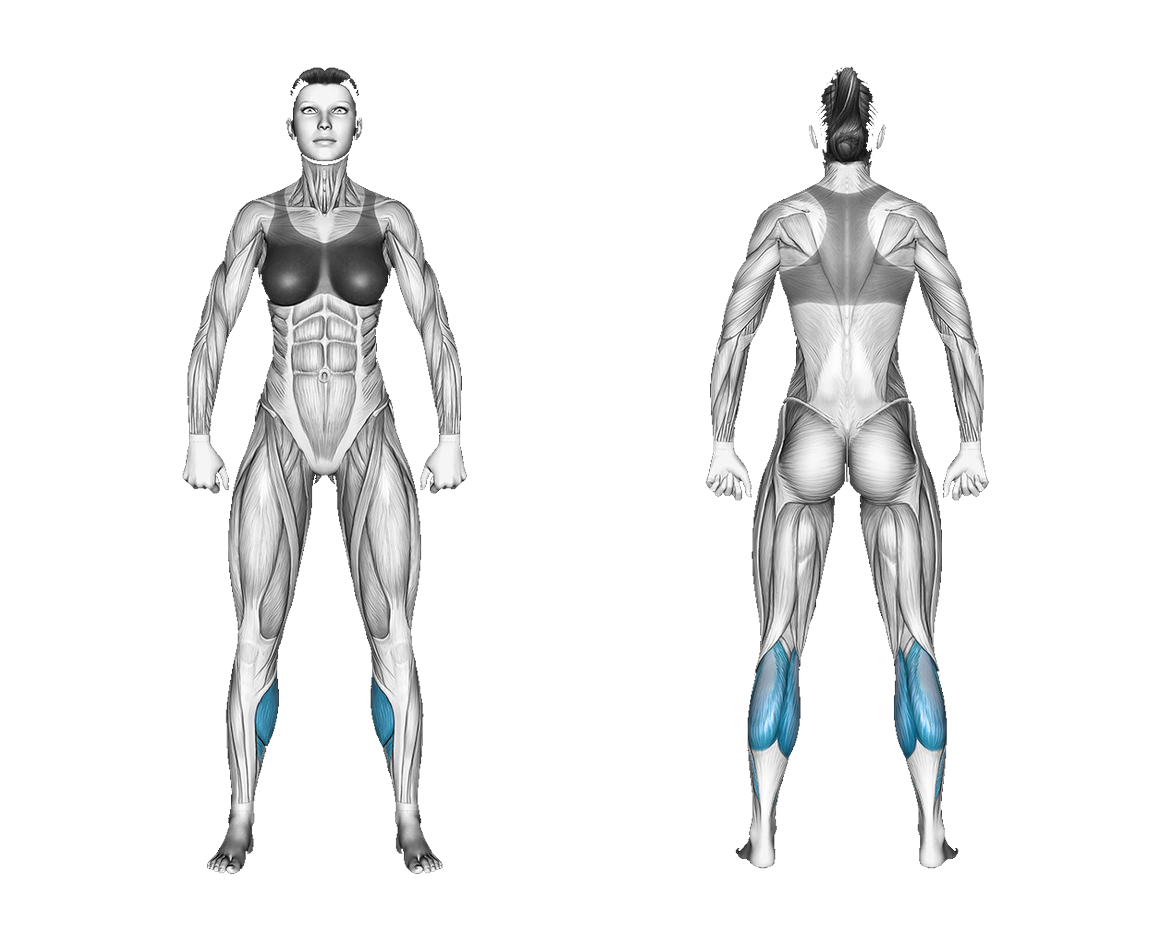 Resistance Band Calf Press Sitting on Chair: calves