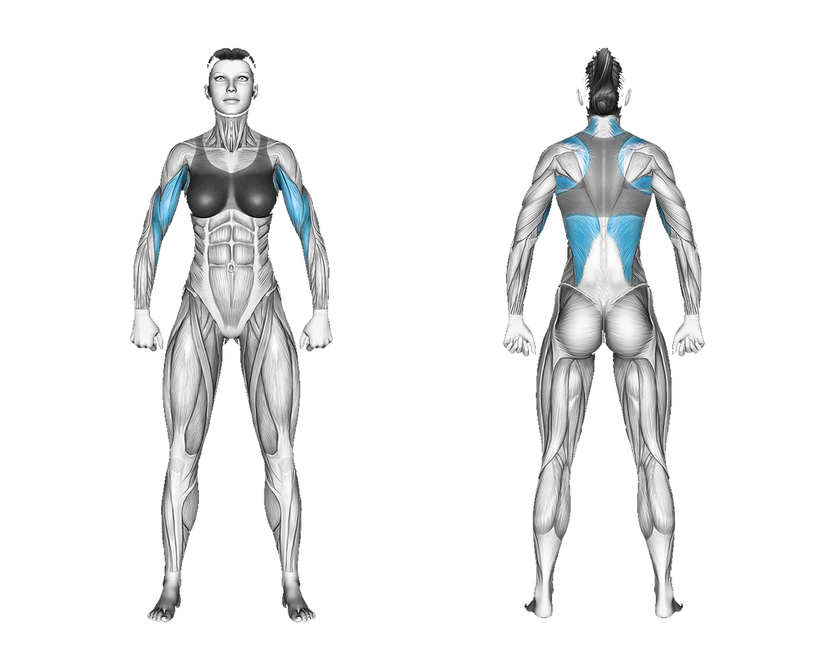 Resistance Band Bent over Row (Version 2): back, biceps