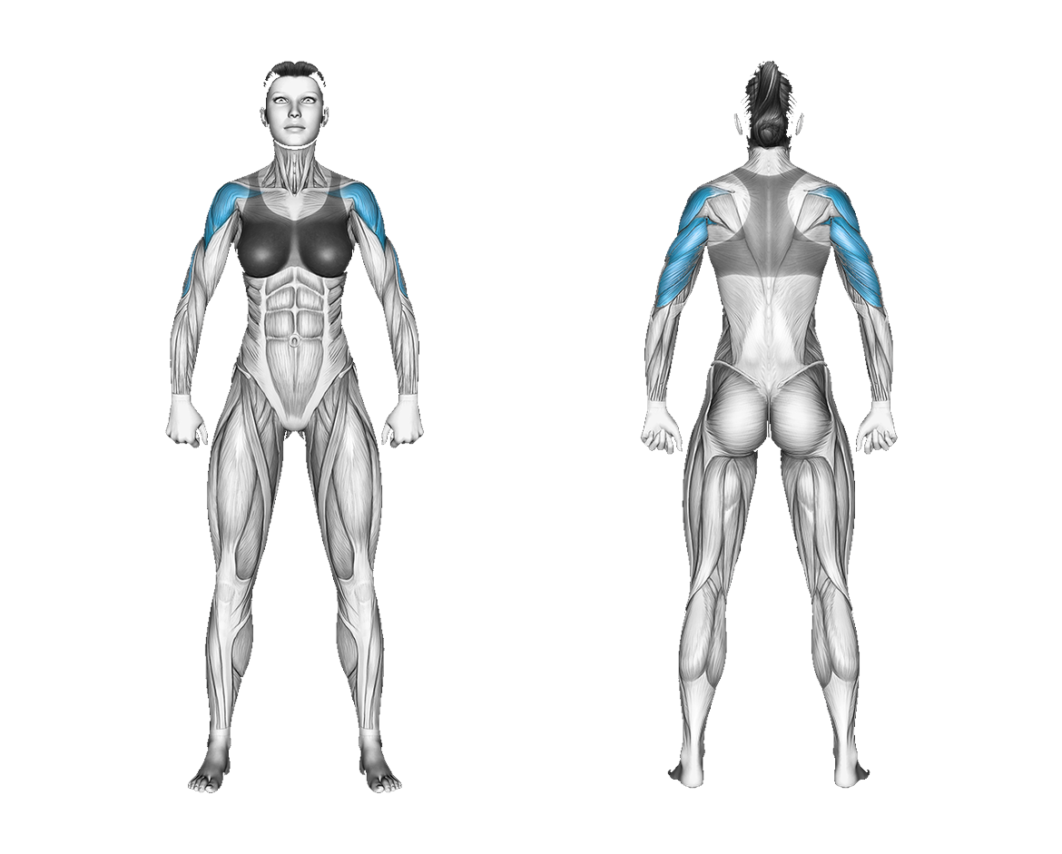 Resistance Band Sitting Military Press on a Chair: shoulders, triceps