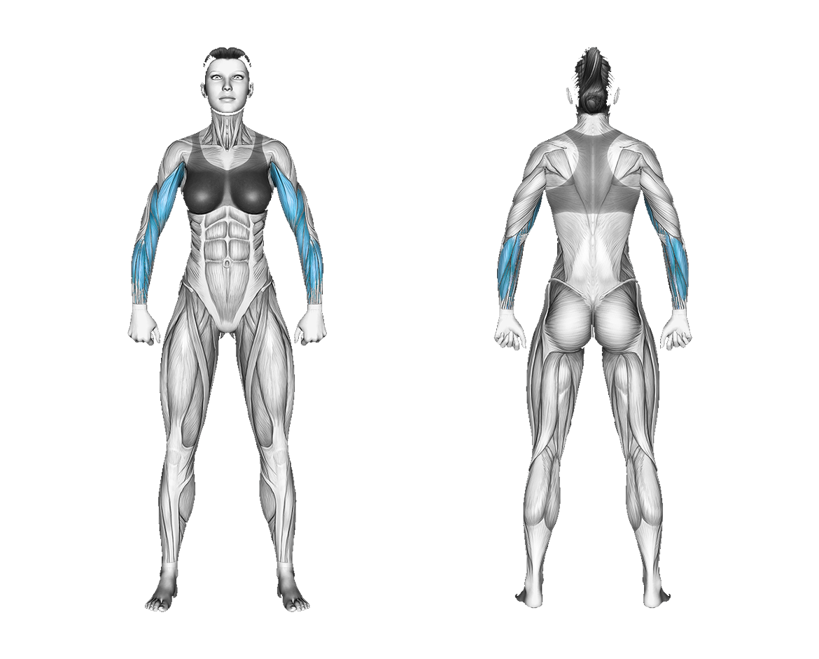 Resistance Band Hammer Curl: biceps, forearms