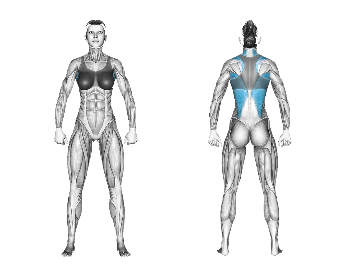 Resistance Band Standing Lat Pulldown: back