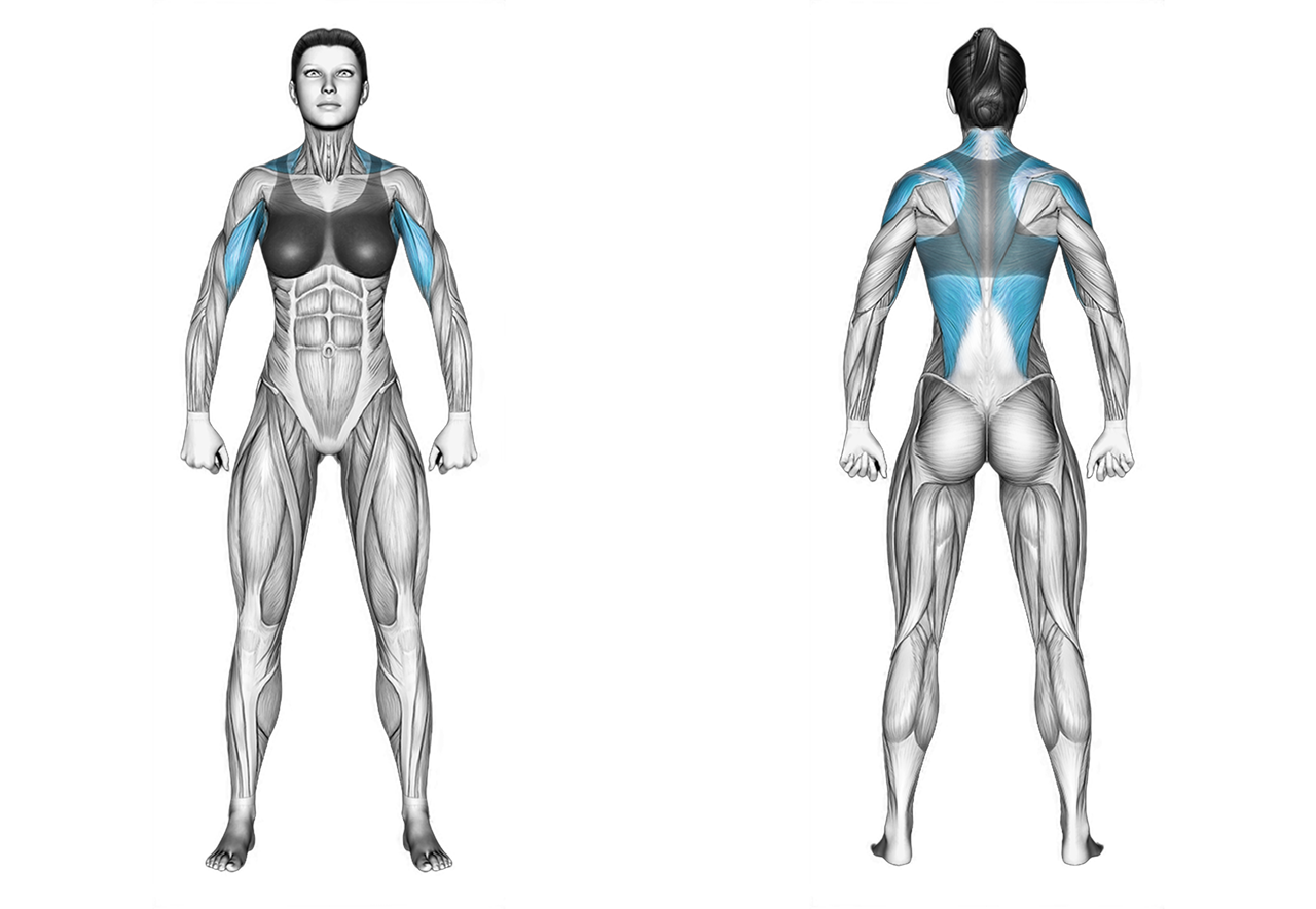 Dumbbell Palm Rotational Bent Over Row: back