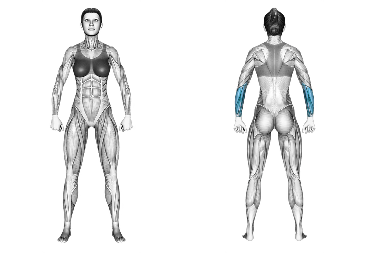 Dumbbell Seated Palms Up Wrist Curl: forearms