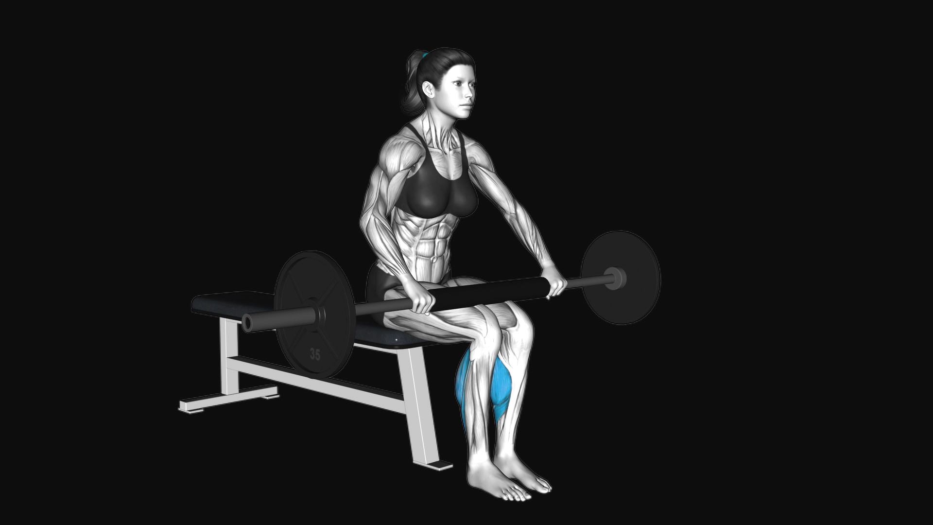 Barbell Seated Calf Raise