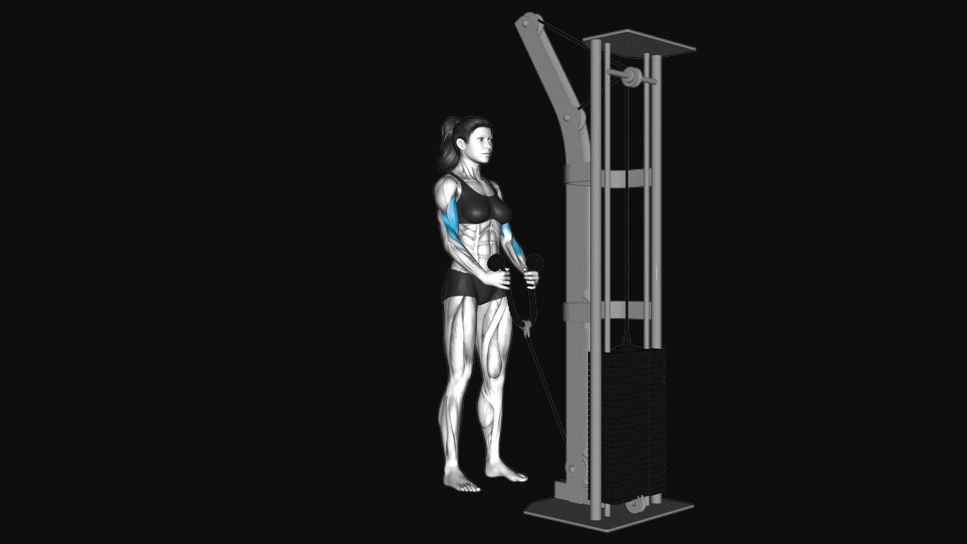 Cable Hammer Curl